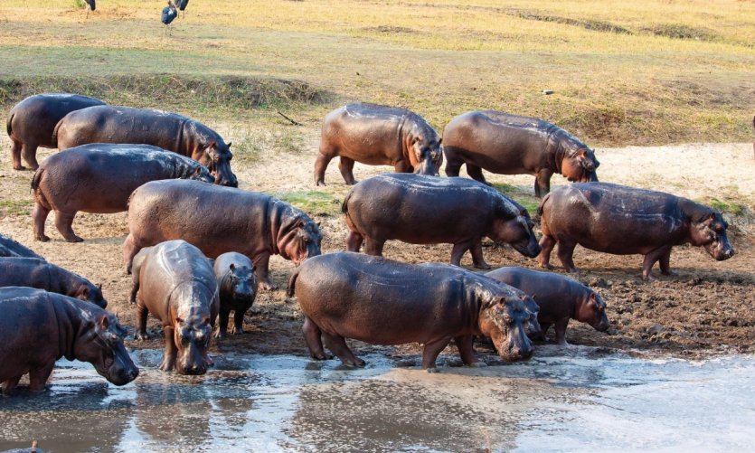Tanganyika : des hippopotames en divagation attaquent les habitants de 3 localités longeant au bord du lac Tanganyika
