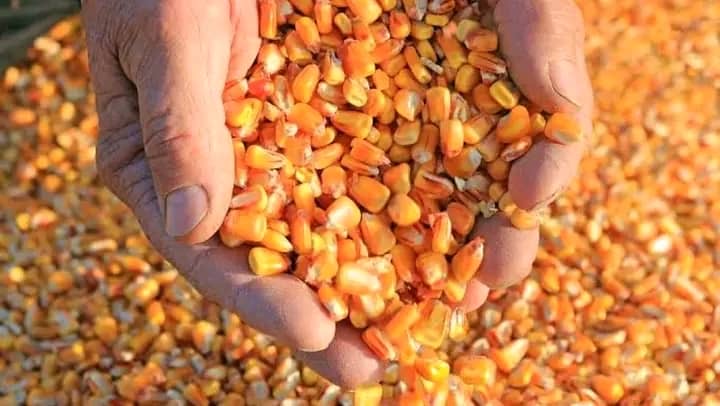 Lomami : SAPLOM lance la vente publique du maïs produit de la saison agricole B 2024-2025 à Ngandajika